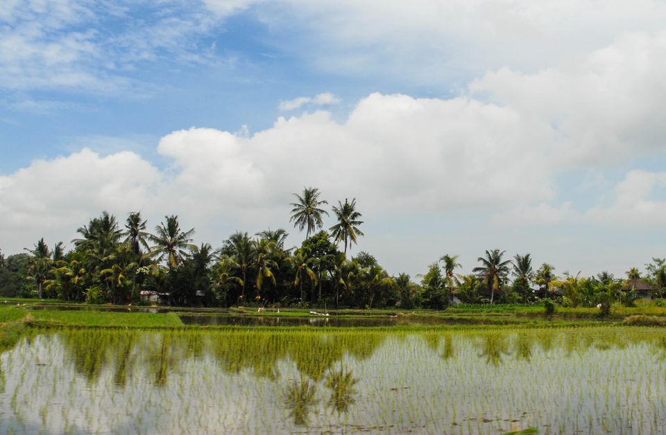 Photo of Beginners Guide to Bali: brought to you by a beginner
 28/58 by Maddie Snow Hickman