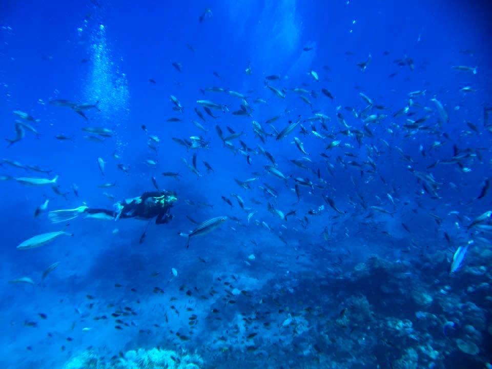Photo of Great Barrier Reef Live-Aboard Dive Trip 19/23 by Maddie Snow Hickman