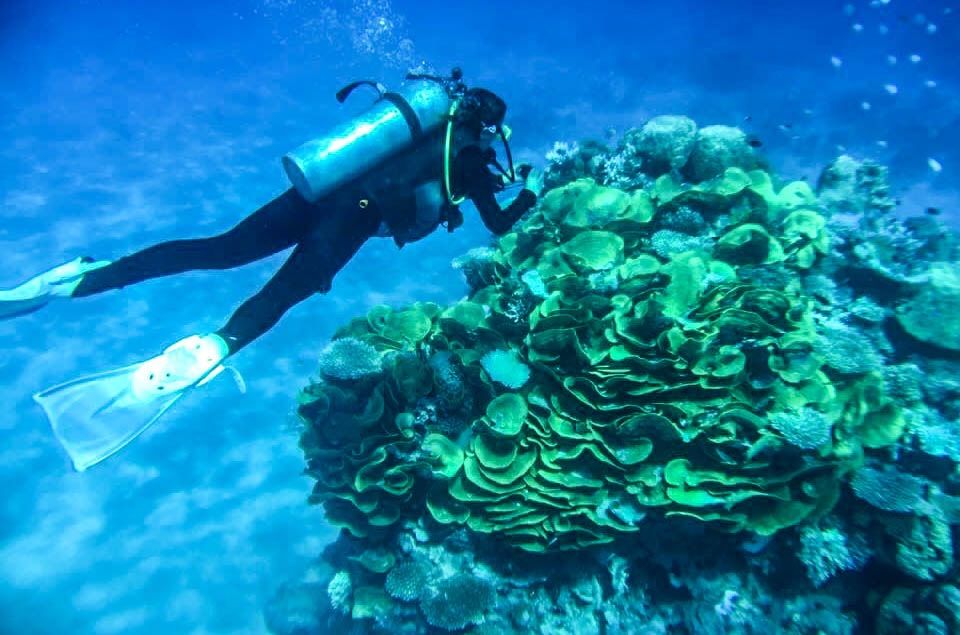 Photo of Great Barrier Reef Live-Aboard Dive Trip 20/23 by Maddie Snow Hickman