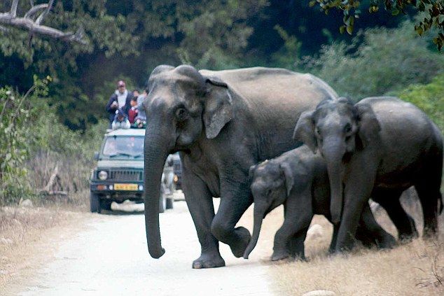 Photo of Top things to do in Jim Corbett National Park 2/4 by Priyanka Katiyar