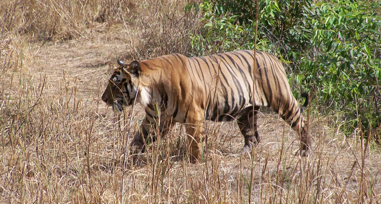Photo of Top things to do in Jim Corbett National Park 4/4 by Priyanka Katiyar
