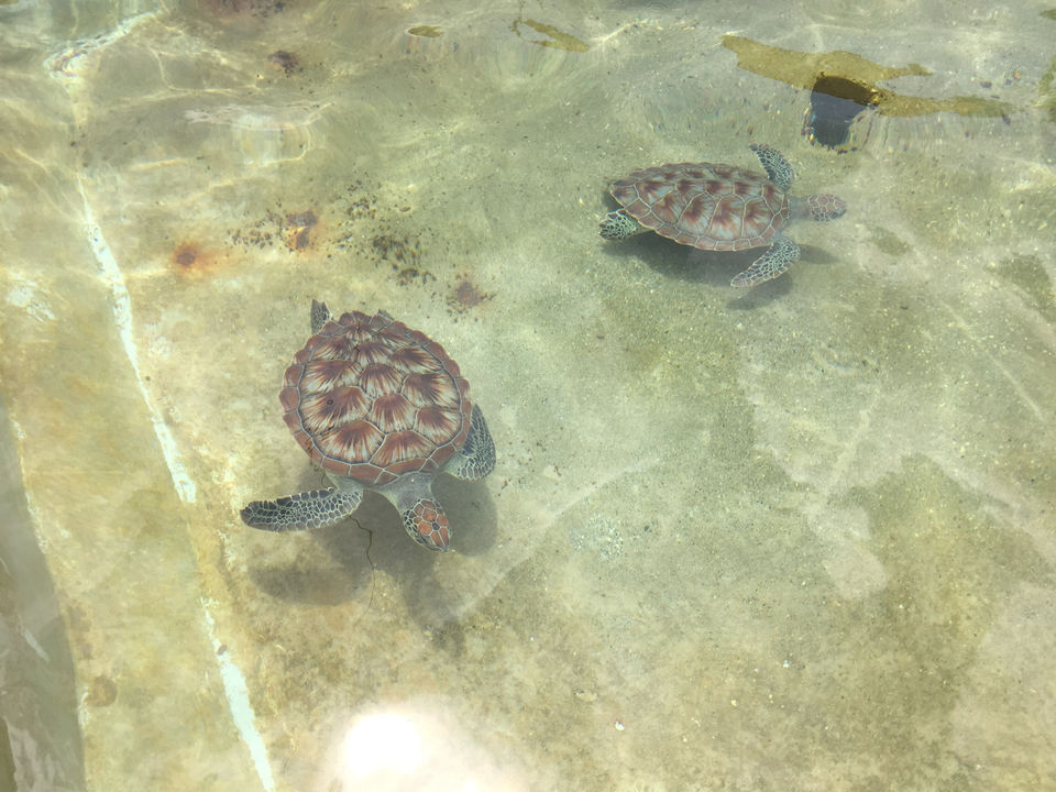 Photo of Cayman Turtle Centre, West Bay by Nikita Bansal