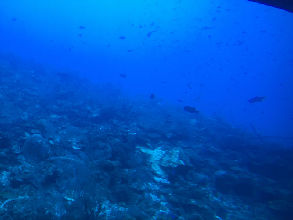 Photo of Atlantis Submarines Cayman, George Town, Cayman Islands by Nikita Bansal
