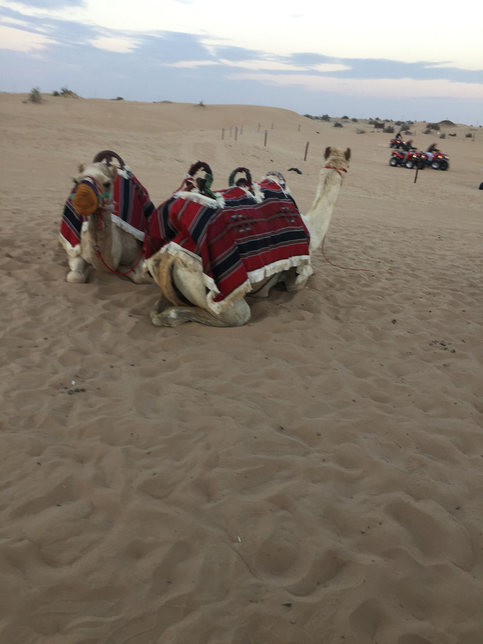 Photo of Evening Desert Safari - Dubai - United Arab Emirates by Nikita Bansal