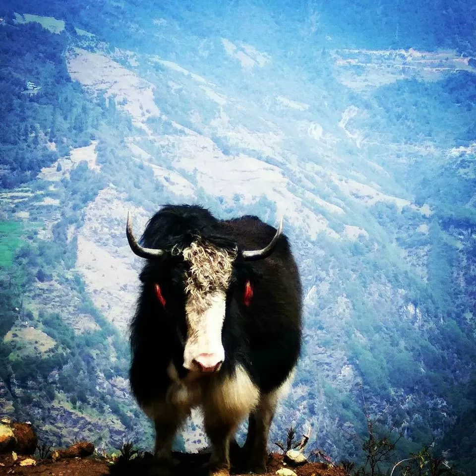 Photo of Bomdila by Ankita Borkakoty