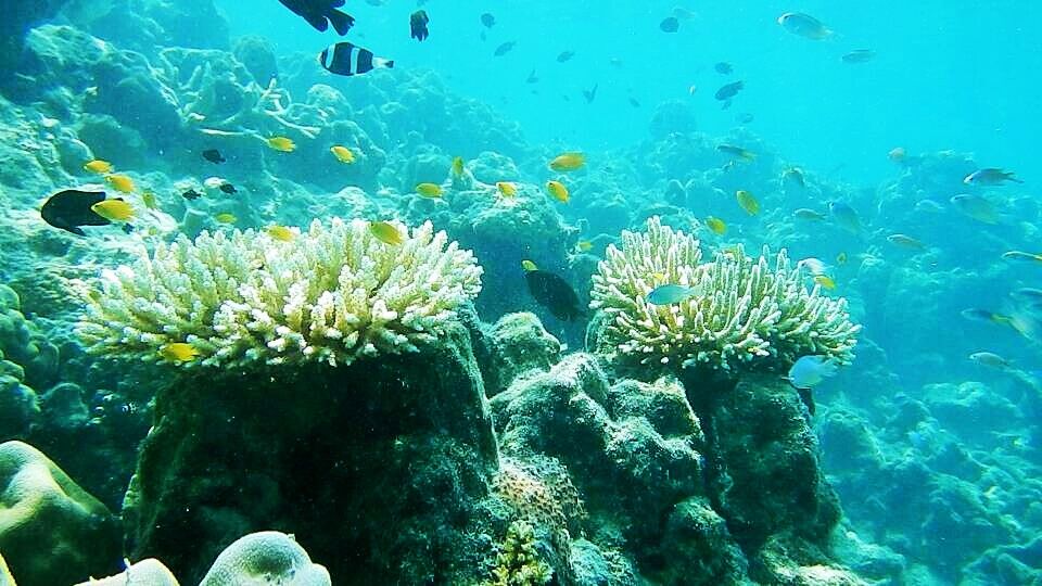 Photo of Elephant Beach, South Andaman, Andaman and Nicobar Islands, India by Ankita Borkakoty