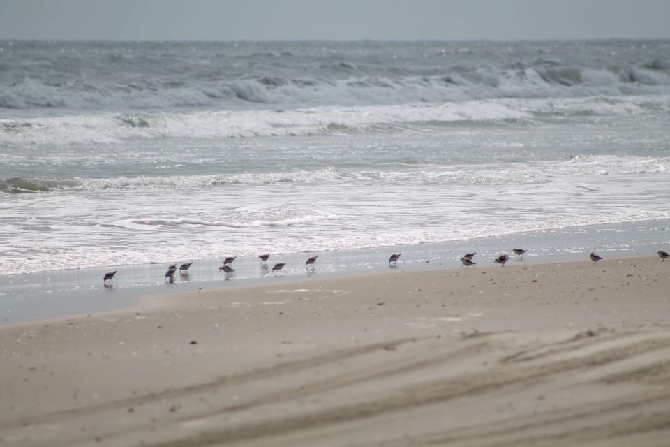 Photo of Gem of the ocean – Outer Banks 1/1 by Neha Kulshrestha