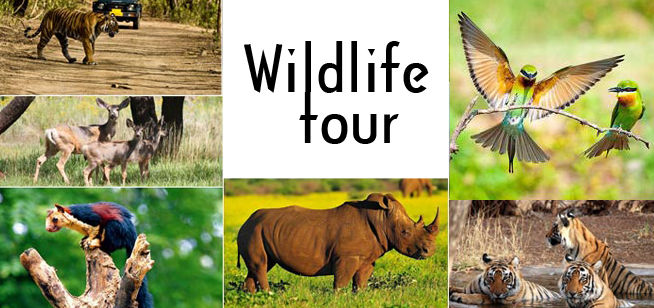Photo of Enjoy your wildlife tour in India – with wildearthsafari 2/4 by Wild Earth Safari