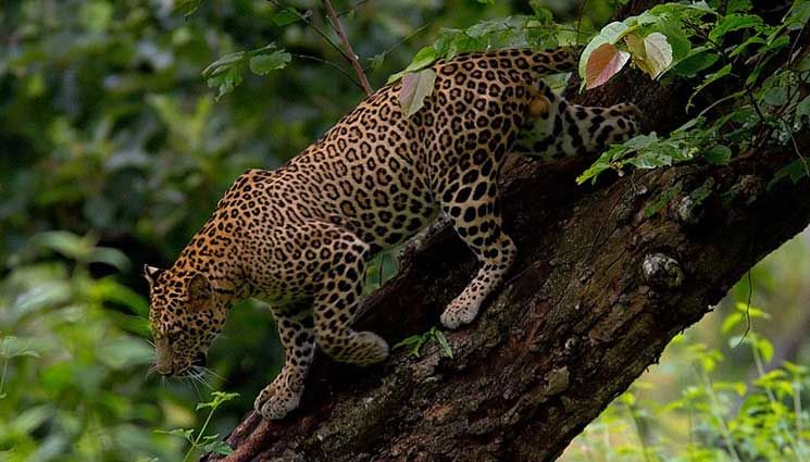 Photo of Enjoy your wildlife tour in India – with wildearthsafari 3/4 by Wild Earth Safari
