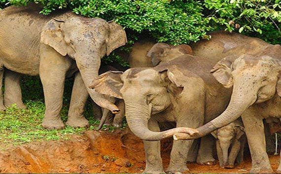 Photo of Enjoy your wildlife tour in India – with wildearthsafari 4/4 by Wild Earth Safari