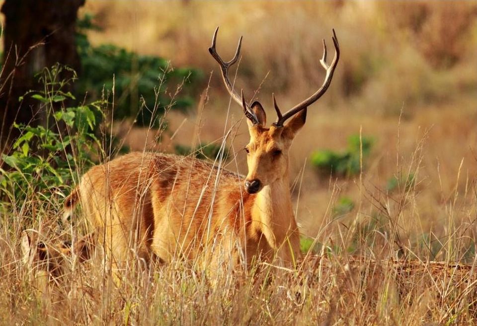 Photo of Make the Most of Pench Jungle Safari to Experience the Wildlife Tour in India by Wild Earth Safari