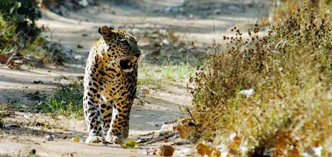 Photo of Make the Most of Pench Jungle Safari to Experience the Wildlife Tour in India 3/3 by Wild Earth Safari