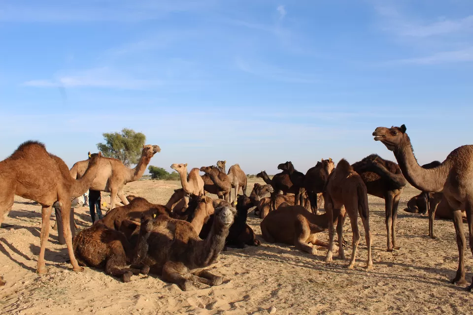 Photo of Bikaner, Rajasthan, India by @Flight_n_flipflops