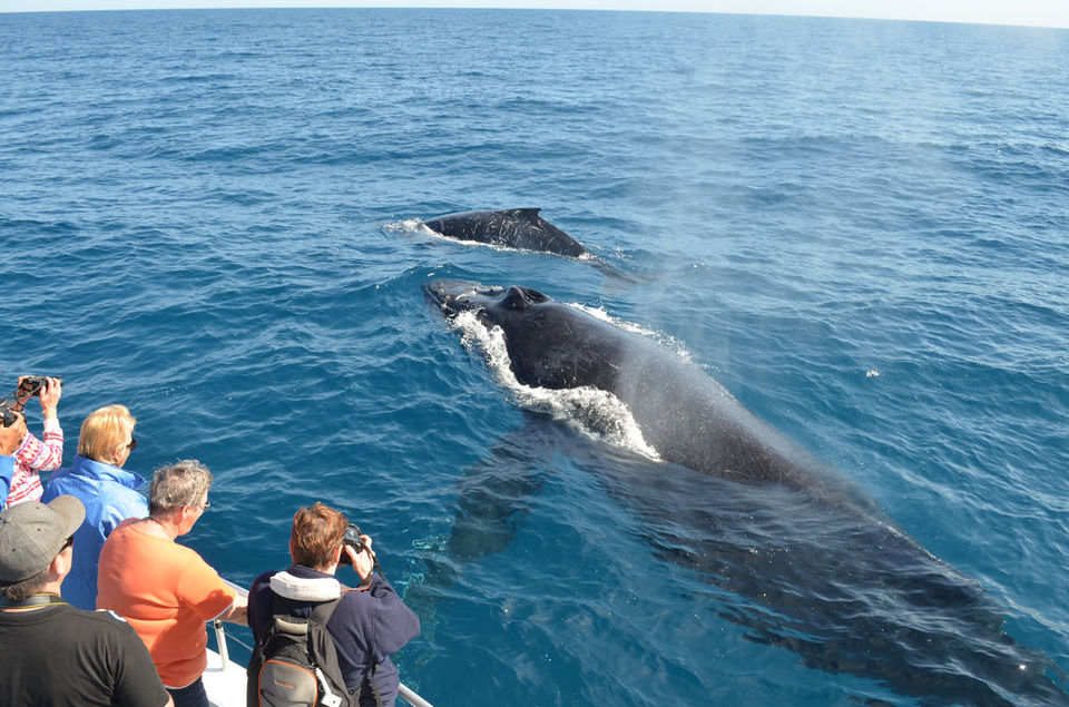 Photo of Best Destinations for Whale Watching by Cynthia Bliss