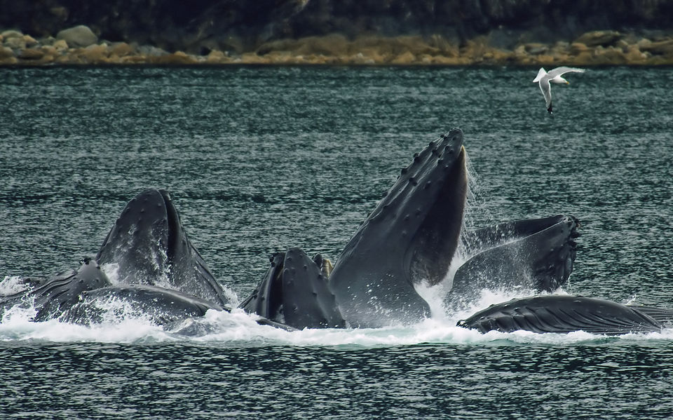 Photo of Best Destinations for Whale Watching 1/6 by Cynthia Bliss
