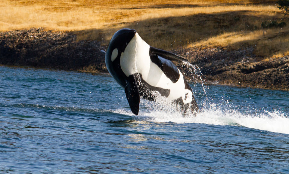 Photo of Best Destinations for Whale Watching 2/6 by Cynthia Bliss