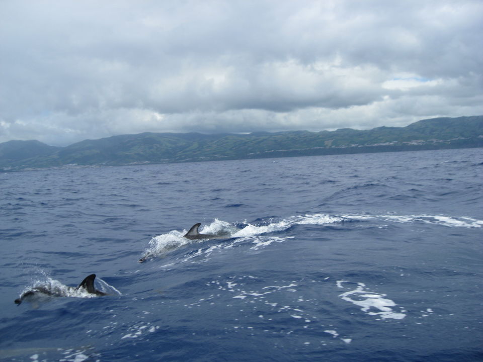 Photo of Best Destinations for Whale Watching 3/6 by Cynthia Bliss