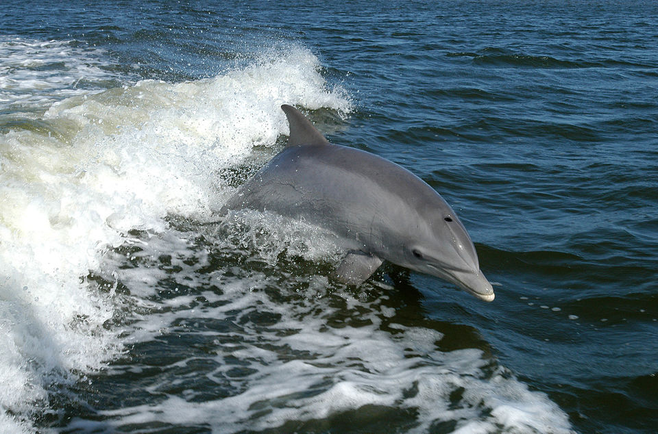 Photo of Best Destinations for Whale Watching 4/6 by Cynthia Bliss