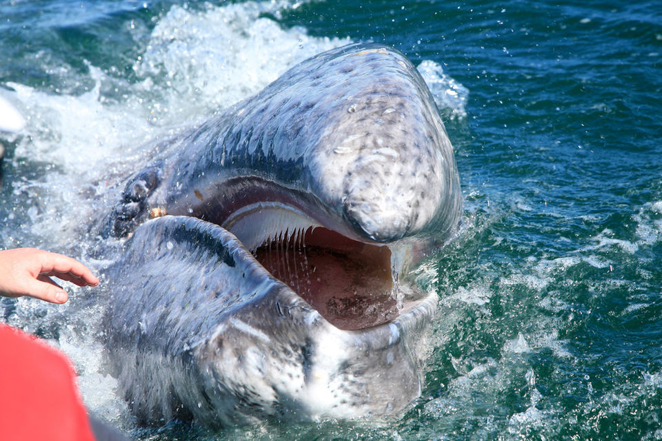 Photo of Best Destinations for Whale Watching 5/6 by Cynthia Bliss