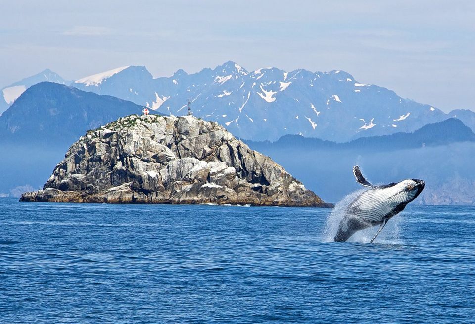 Photo of Best Destinations for Whale Watching 6/6 by Cynthia Bliss
