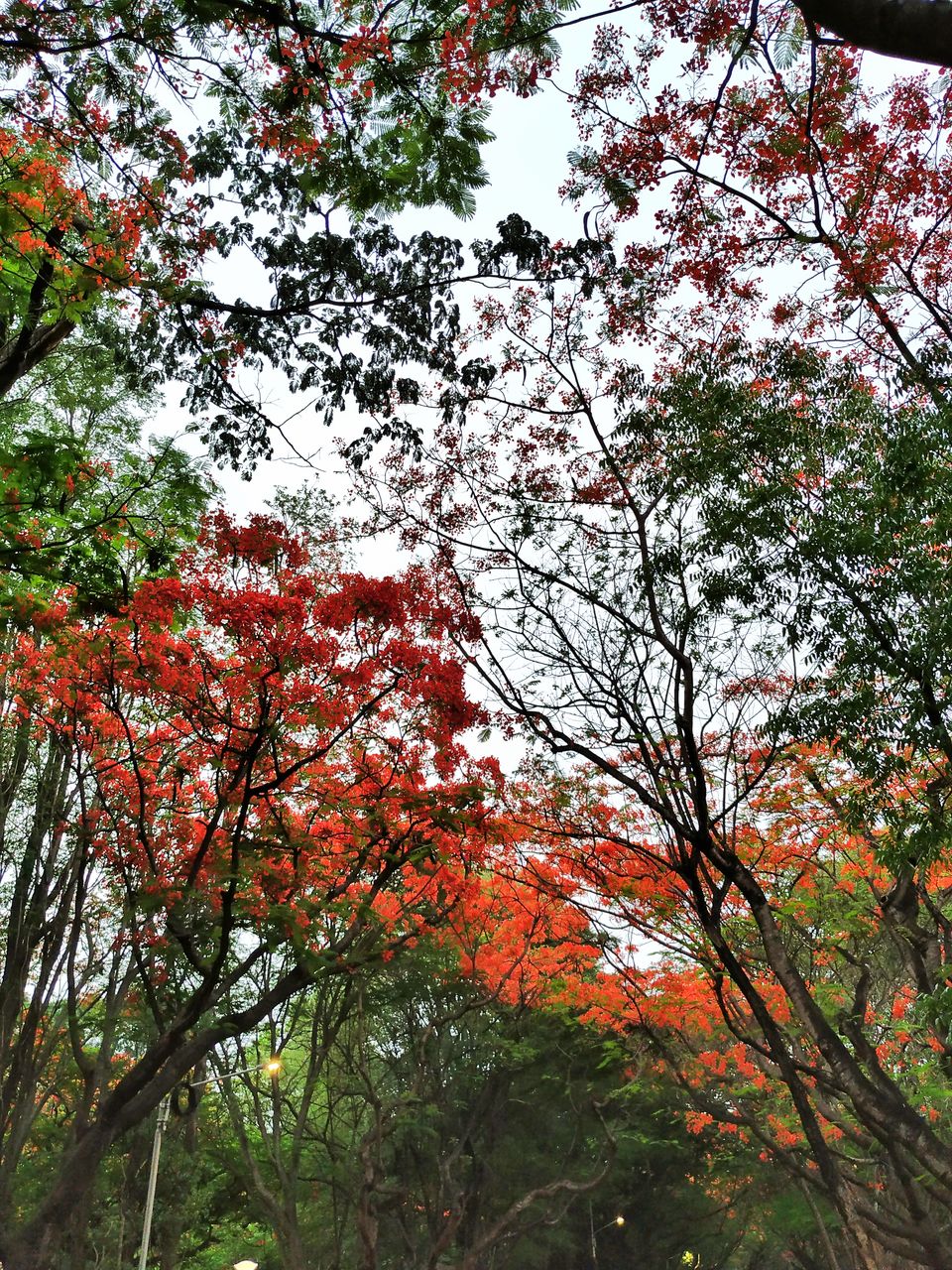 Photo of Bangalore is on flame and the views are breathtaking. #flametree #gulmohar 2/14 by The Girl In Orange