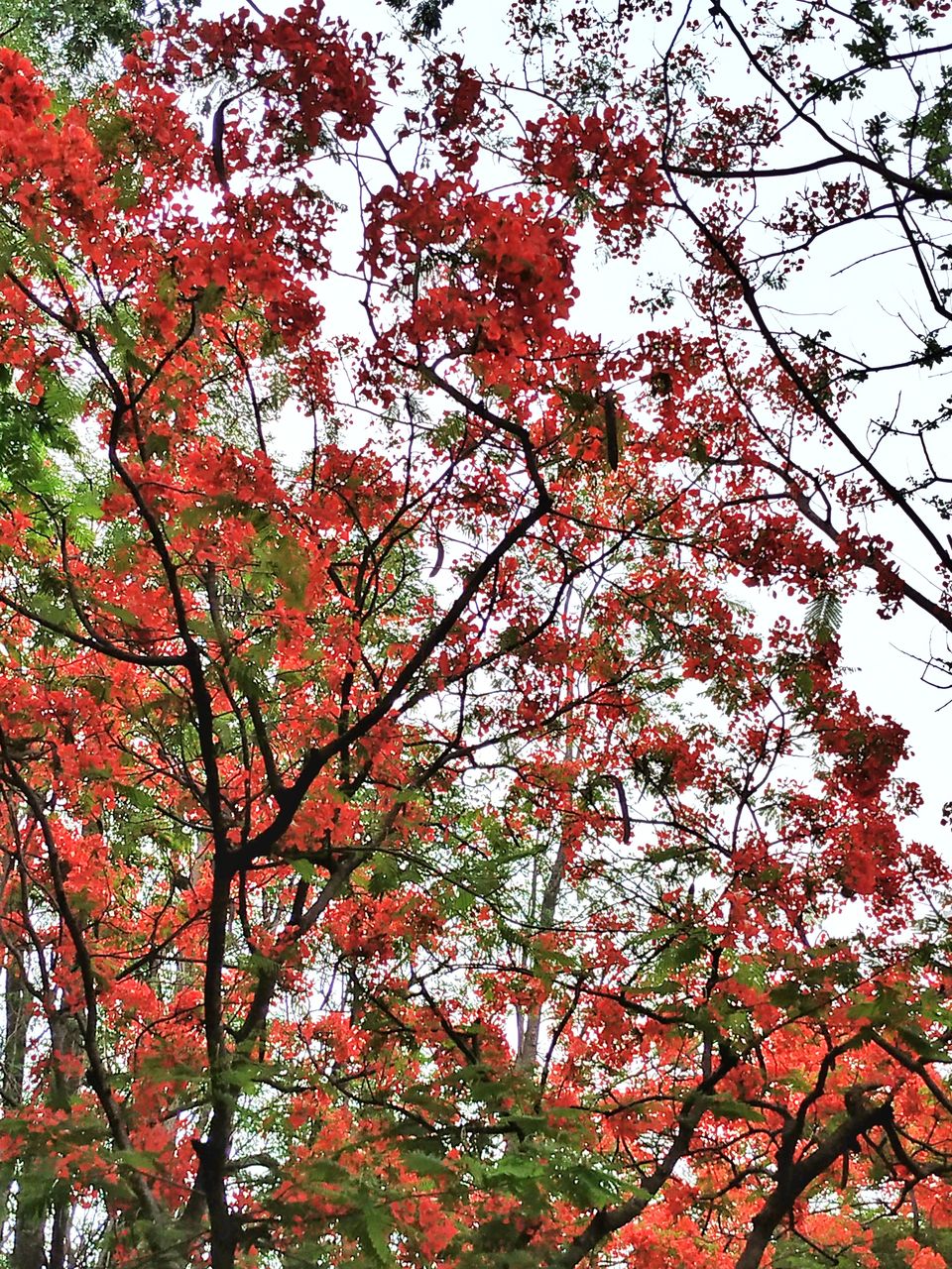 Photo of Bangalore is on flame and the views are breathtaking. #flametree #gulmohar 3/14 by The Girl In Orange