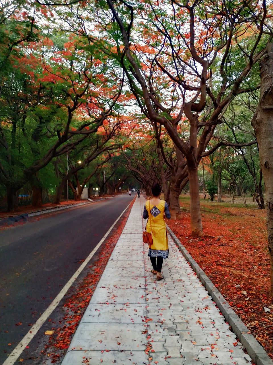Photo of Bangalore is on flame and the views are breathtaking. #flametree #gulmohar 4/14 by The Girl In Orange