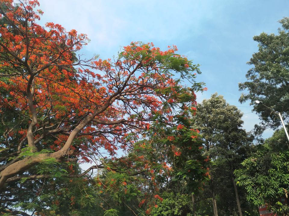 Photo of Bangalore is on flame and the views are breathtaking. #flametree #gulmohar 5/14 by The Girl In Orange