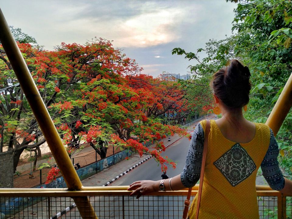 Photo of Bangalore is on flame and the views are breathtaking. #flametree #gulmohar by The Girl In Orange