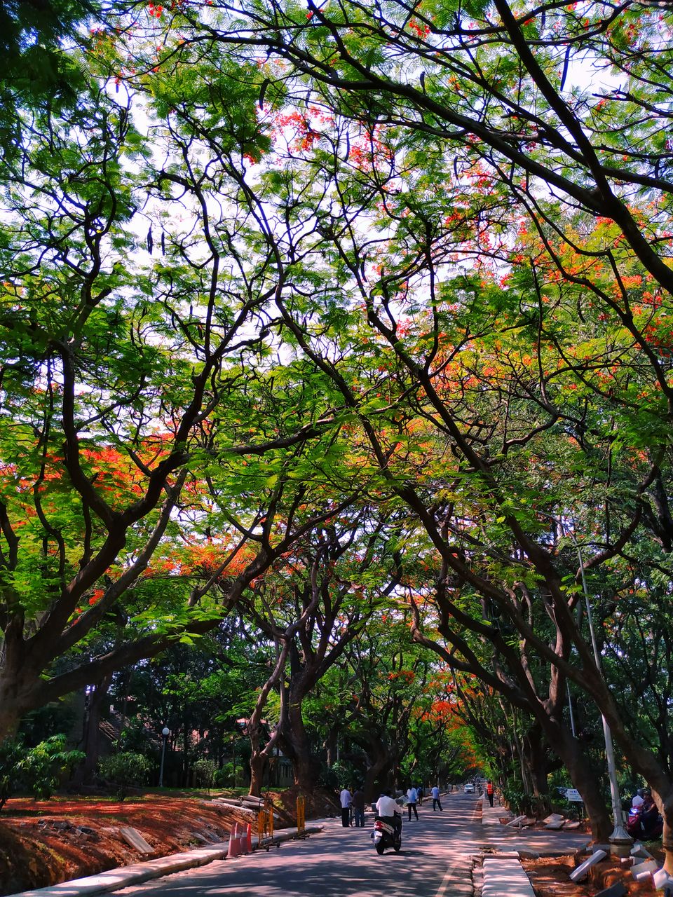 Photo of Bangalore is on flame and the views are breathtaking. #flametree #gulmohar 9/14 by The Girl In Orange