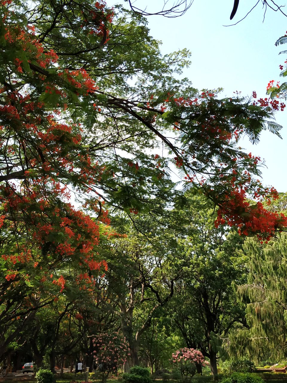 Photo of Bangalore is on flame and the views are breathtaking. #flametree #gulmohar 10/14 by The Girl In Orange