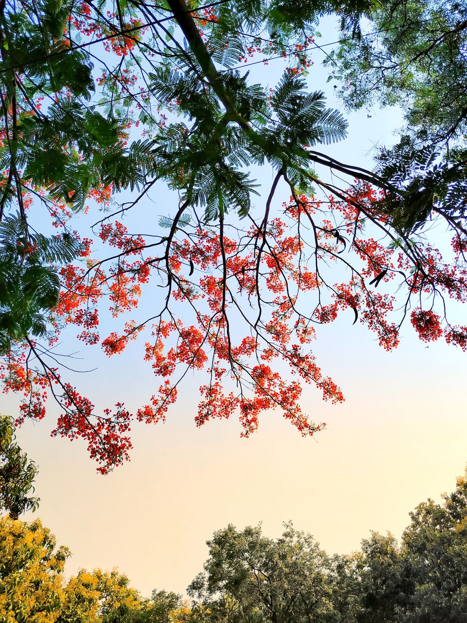 Photo of Bangalore is on flame and the views are breathtaking. #flametree #gulmohar 12/14 by The Girl In Orange