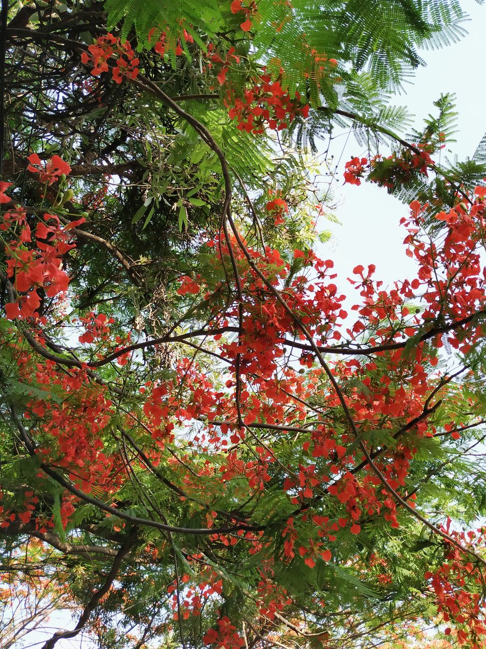 Photo of Bangalore is on flame and the views are breathtaking. #flametree #gulmohar 13/14 by The Girl In Orange