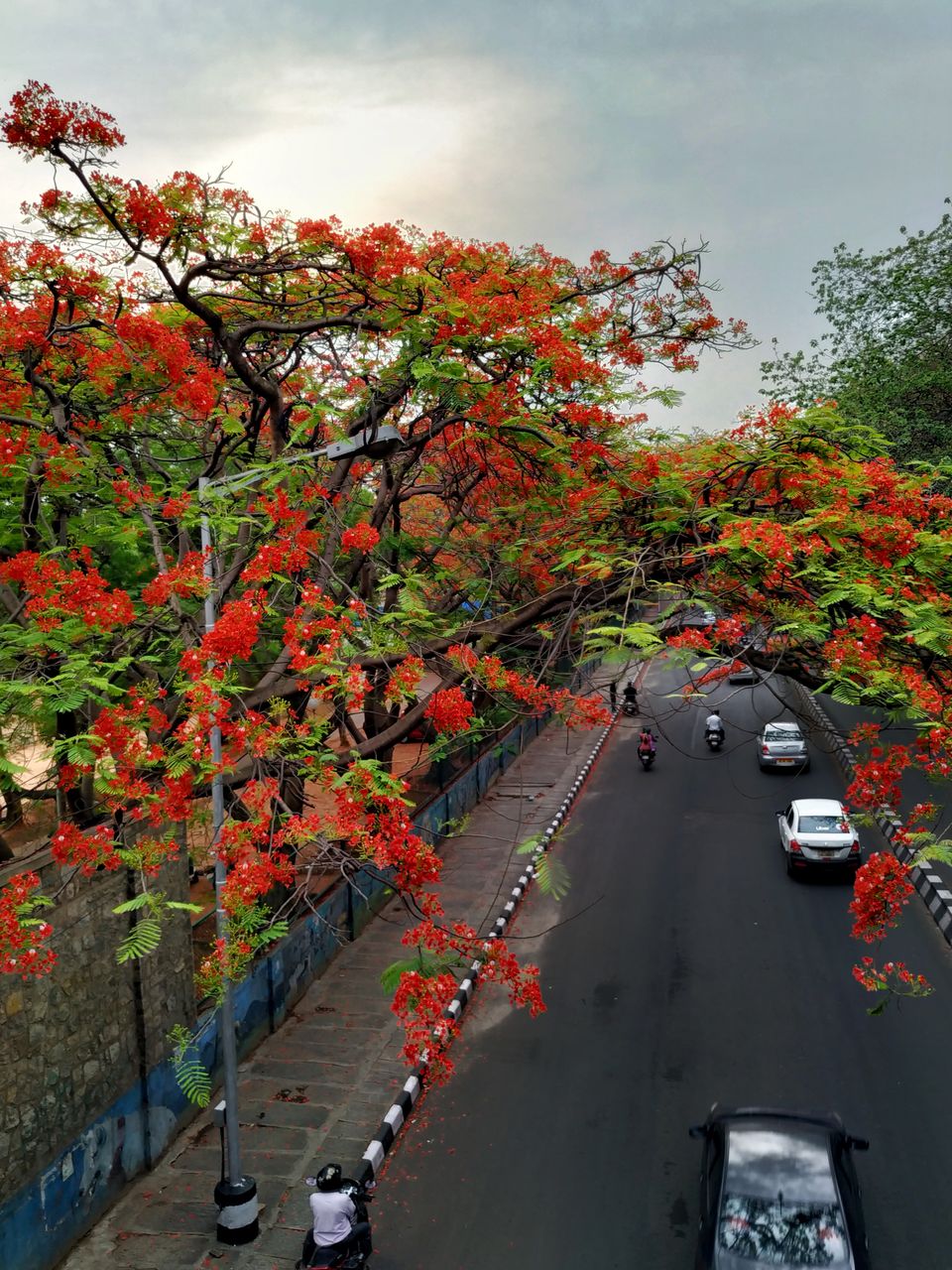 Photo of Bangalore is on flame and the views are breathtaking. #flametree #gulmohar 14/14 by The Girl In Orange
