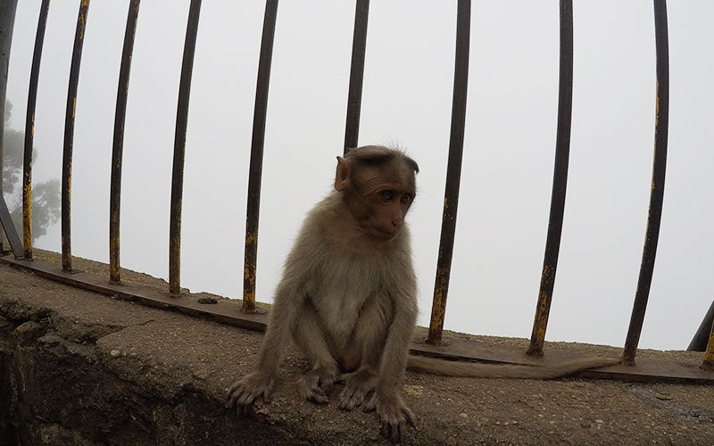 Photo of Green valley view point (suicide point), Dindigul, Tamil Nadu, India by Sudo