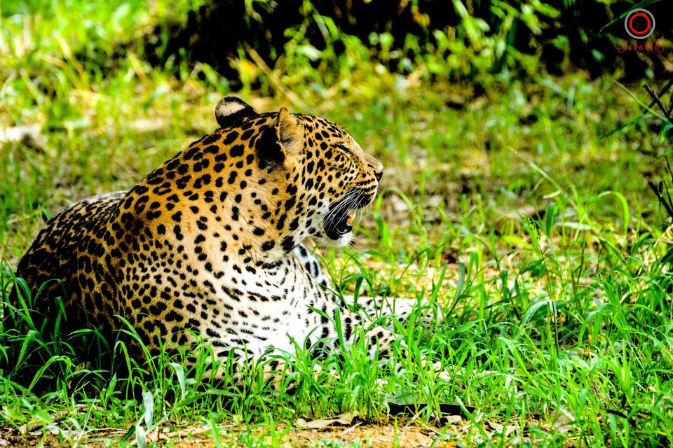 Photo of The Garden of Heaven - Nandankanan Zoological Park 1/14 by Sukanta Maity