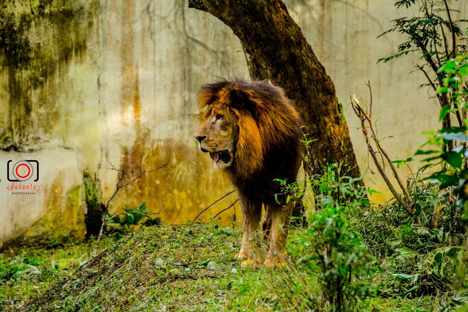 Photo of The Garden of Heaven - Nandankanan Zoological Park 2/14 by Sukanta Maity