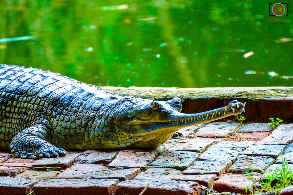 Photo of The Garden of Heaven - Nandankanan Zoological Park 3/14 by Sukanta Maity