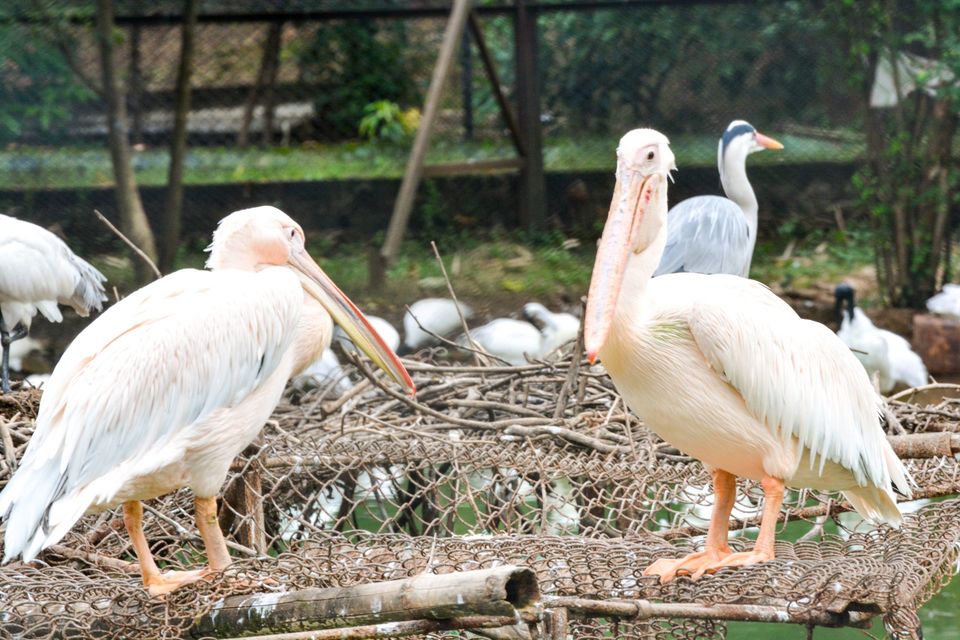 Photo of The Garden of Heaven - Nandankanan Zoological Park 5/14 by Sukanta Maity