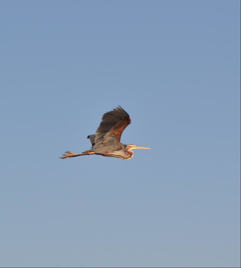 Photo of Nalsarovar, Gujarat by Priyanka Tawaniya