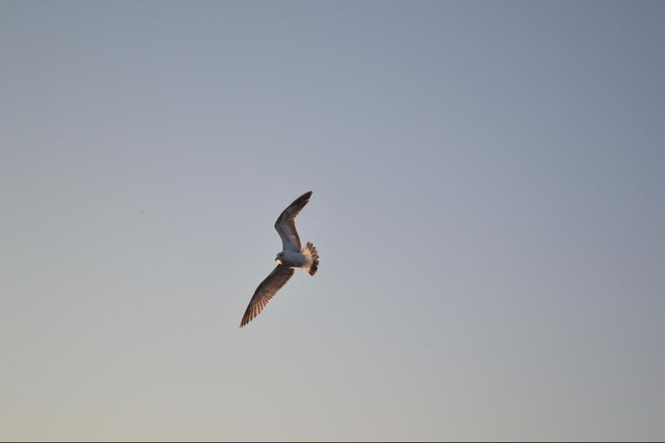 Photo of Nalsarovar, Gujarat by Priyanka Tawaniya