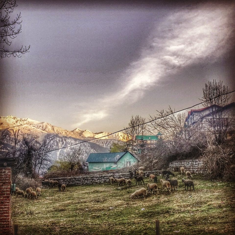 Photo of Planning a short trip to Manali? Read this! by Ankita Rajeshwari