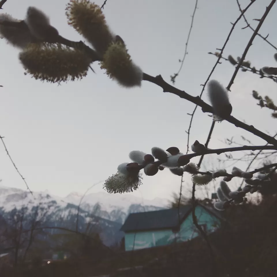 Photo of Solang Valley, Burwa, Himachal Pradesh, India by Ankita Rajeshwari