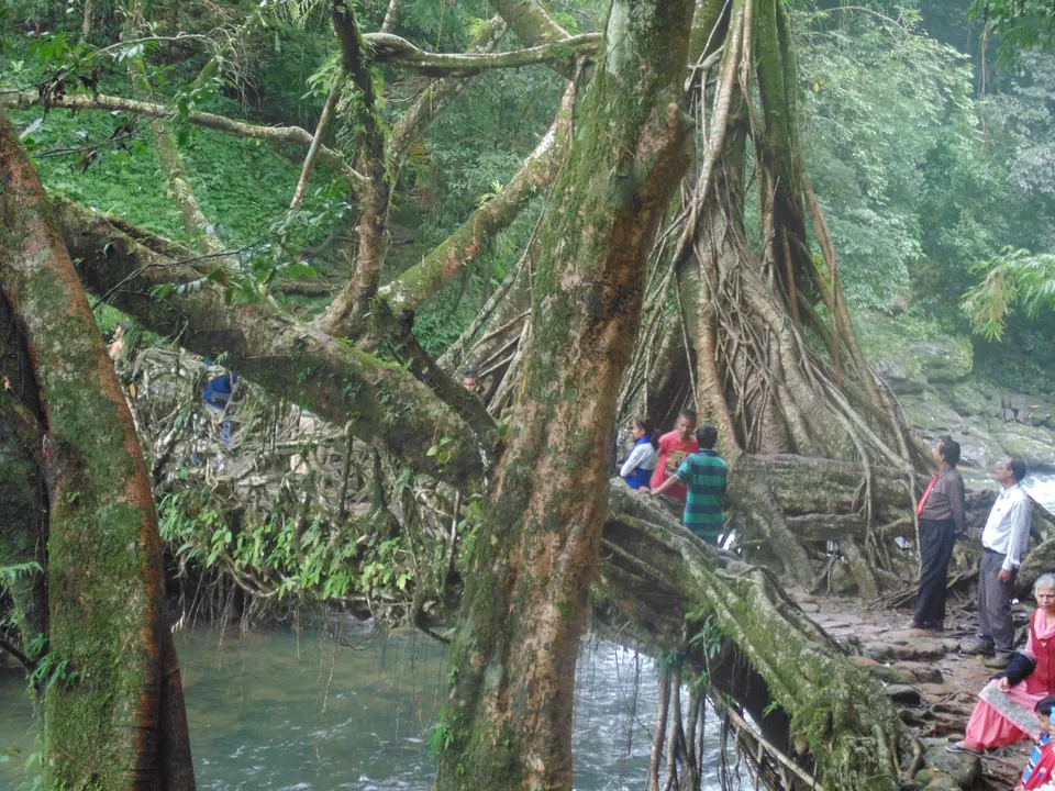 Photo of Living Root Bridge, Meghalaya, India by Abha Singh