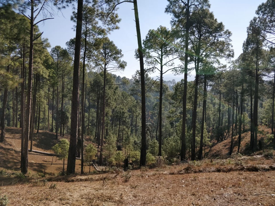 Photo of Mesmerising:Ranikhet New Year Spl. by Nomad Nomads!!