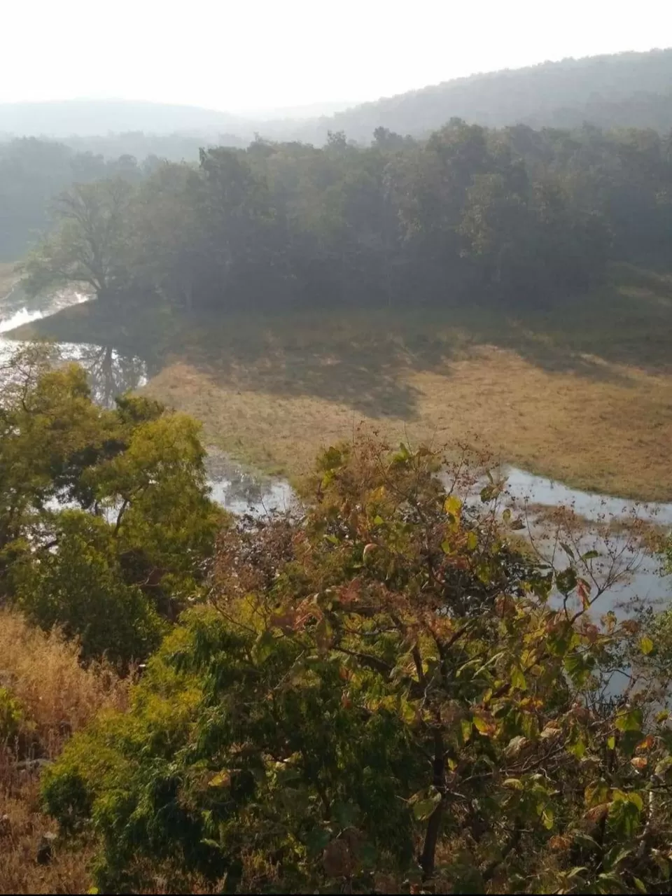 Photo of Ratapani ,the underrated forest gem of Madhya Pradesh by Divya Singh