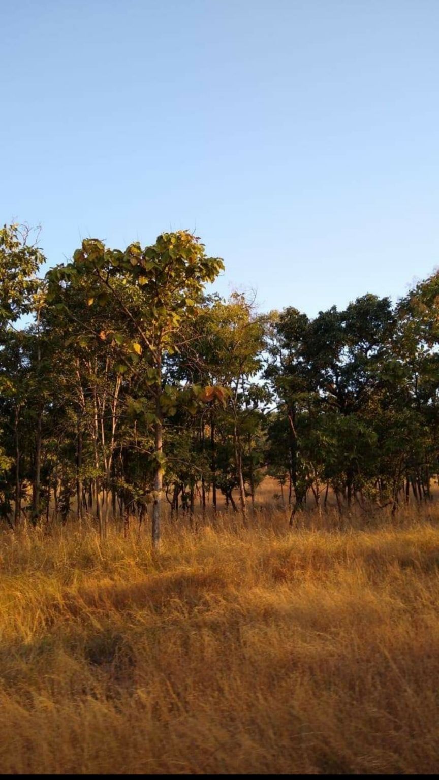 Ratapani ,the underrated forest gem of Madhya Pradesh - Tripoto