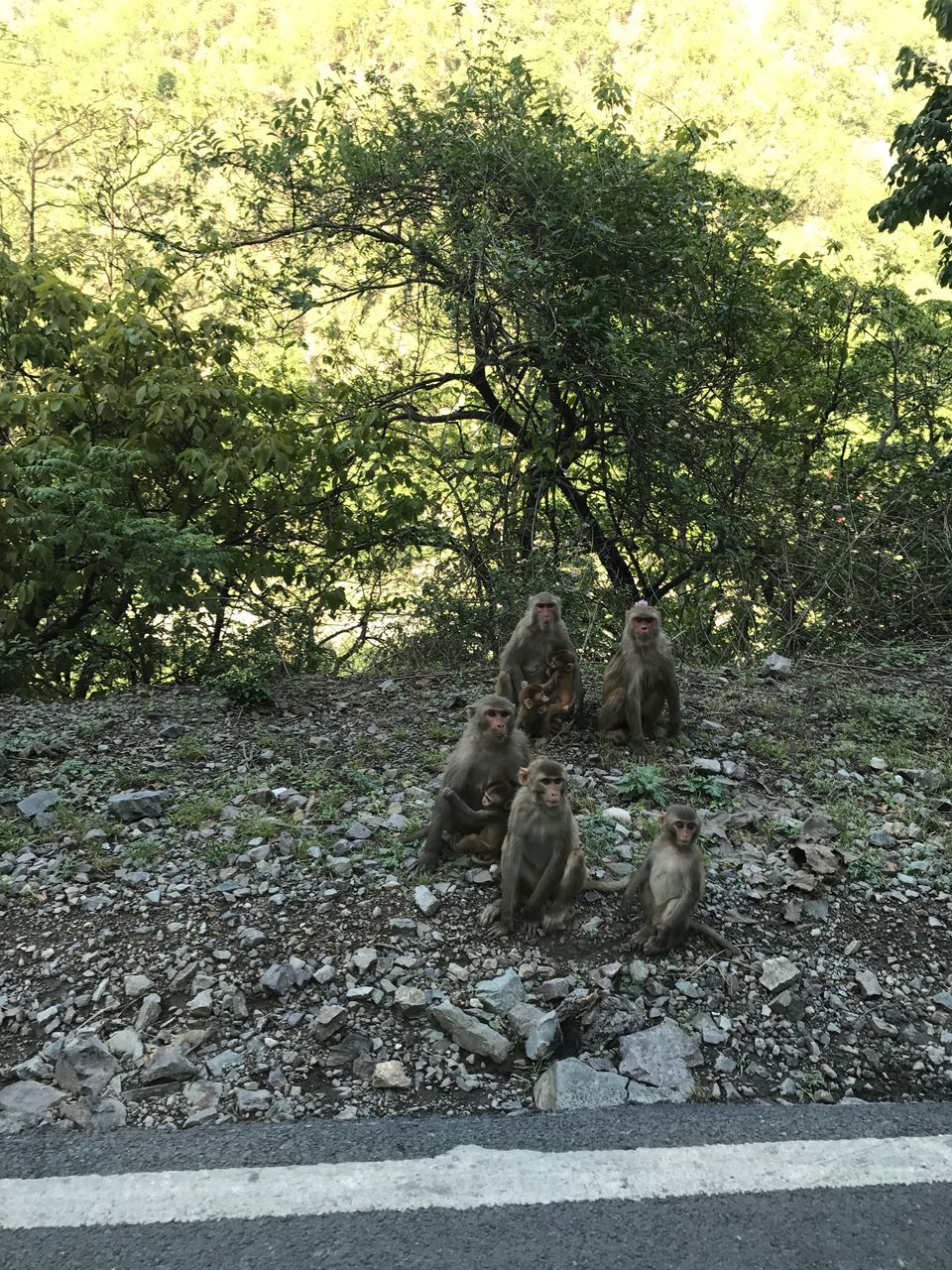 Photo of Rishikesh : Spiritual Adventure by Isha Anandpura