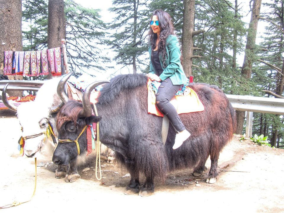 Photo of Kufri, Himachal Pradesh, India by Isha Anandpura