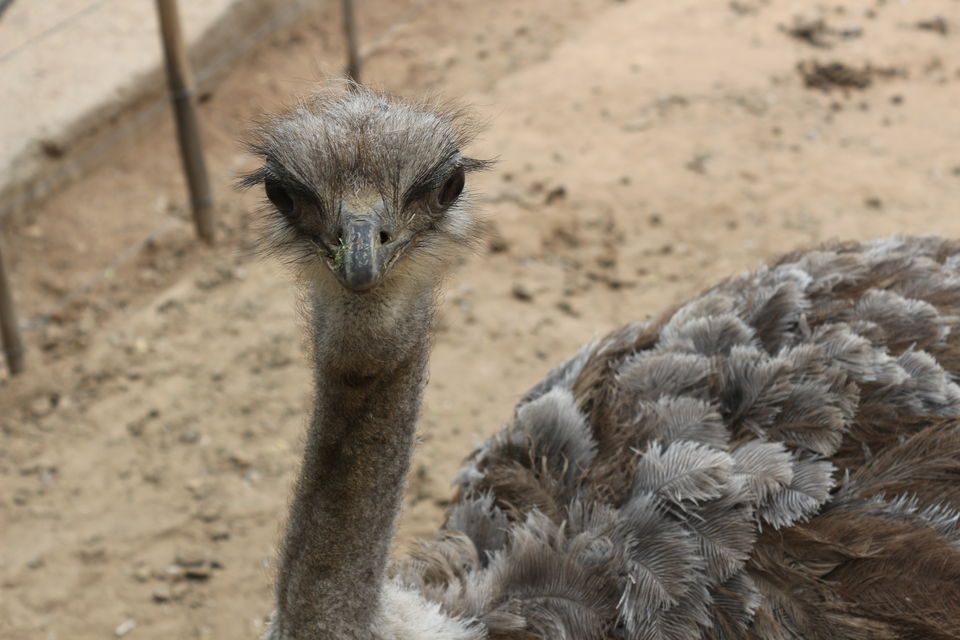 Photo of Cango Ostrich Farm, South Africa by Anu(Magical_escapes101)
